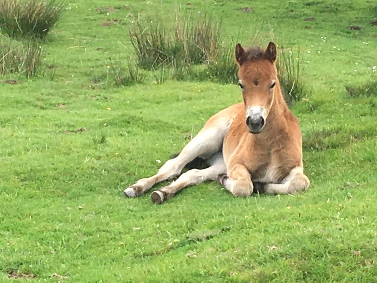 Exmoor Retreat On Two Moors Way Withypool Ngoại thất bức ảnh