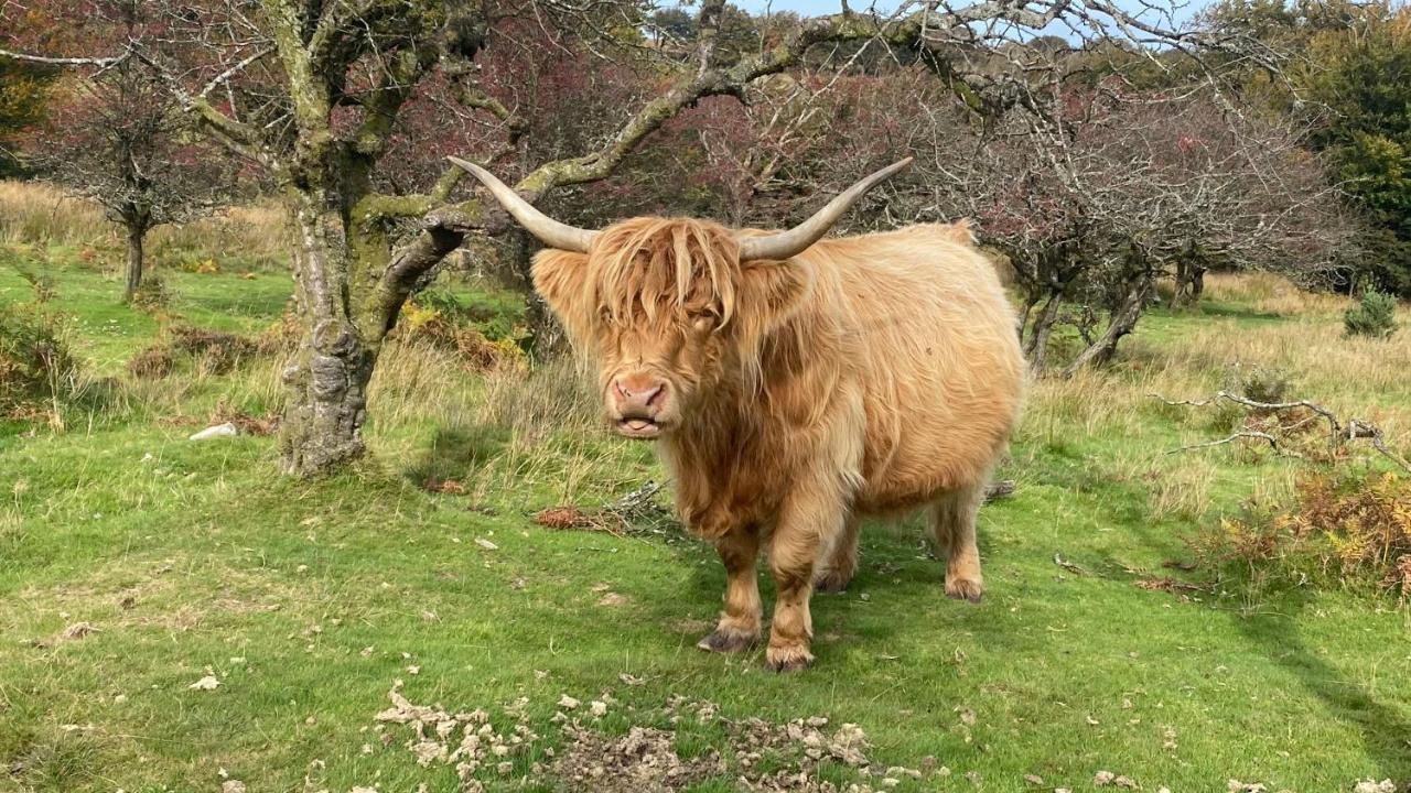 Exmoor Retreat On Two Moors Way Withypool Ngoại thất bức ảnh